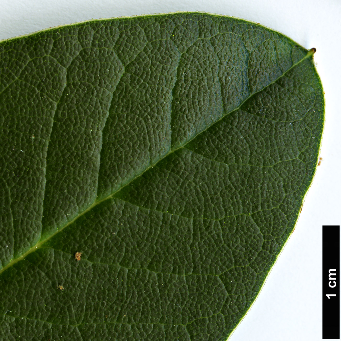 High resolution image: Family: Ericaceae - Genus: Rhododendron - Taxon: citriniflorum - SpeciesSub: var. citriniflorum